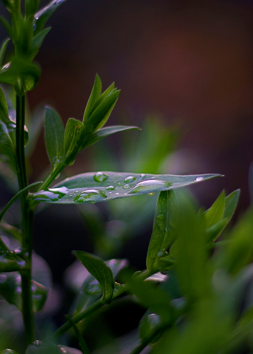 green-leafed plant