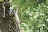 folding camera on tree trunk