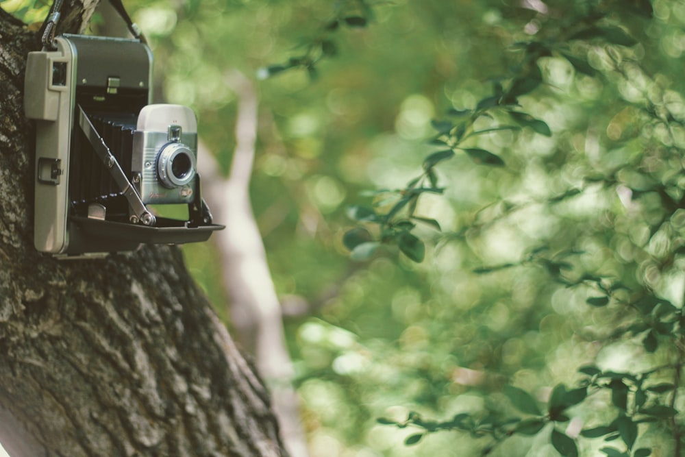 folding camera on tree trunk