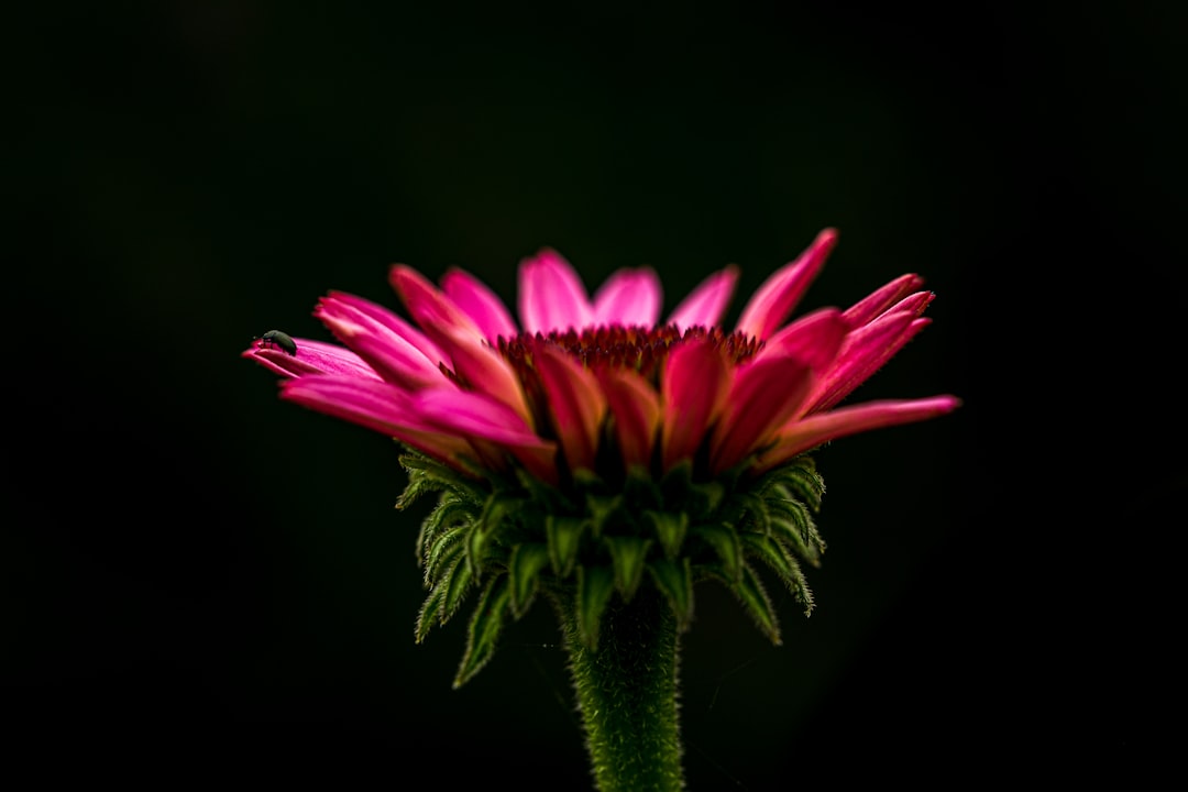 selective-focus photograph of pink petaled flower