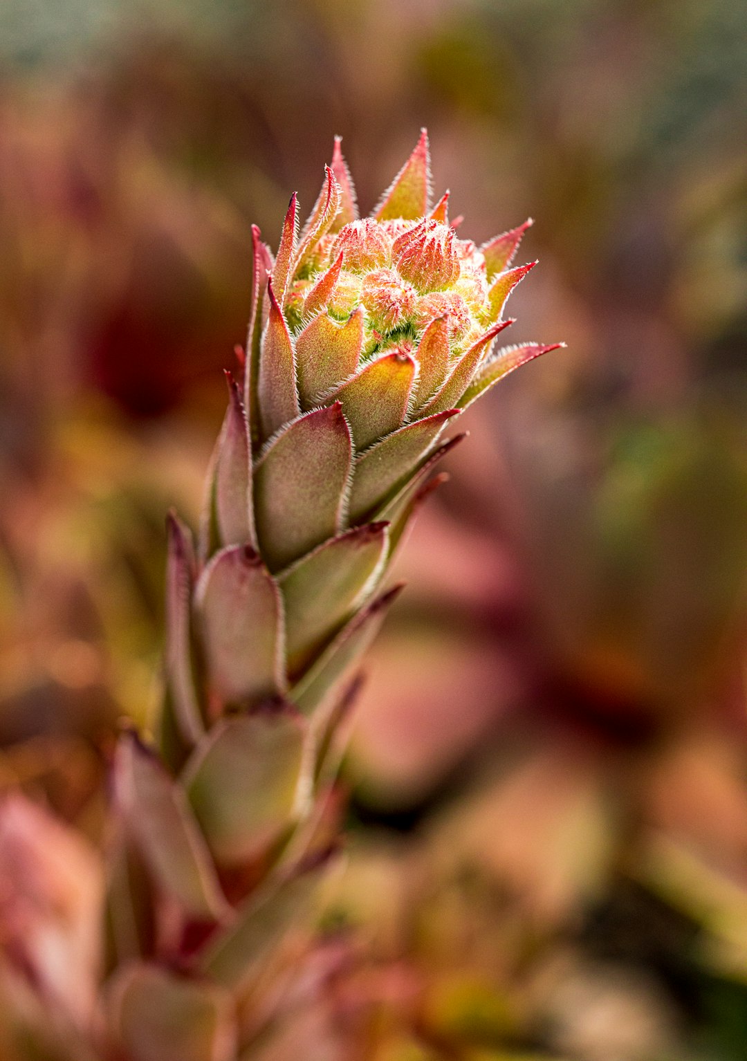 close up photo of green plant