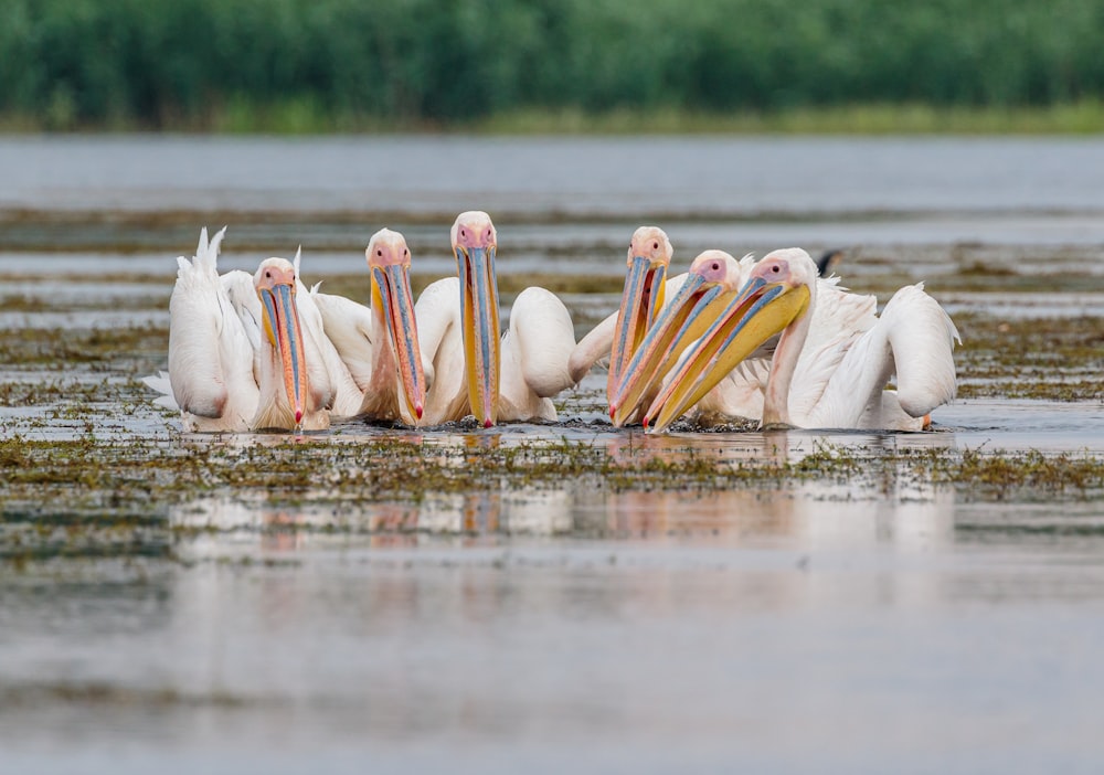 flock of white birds