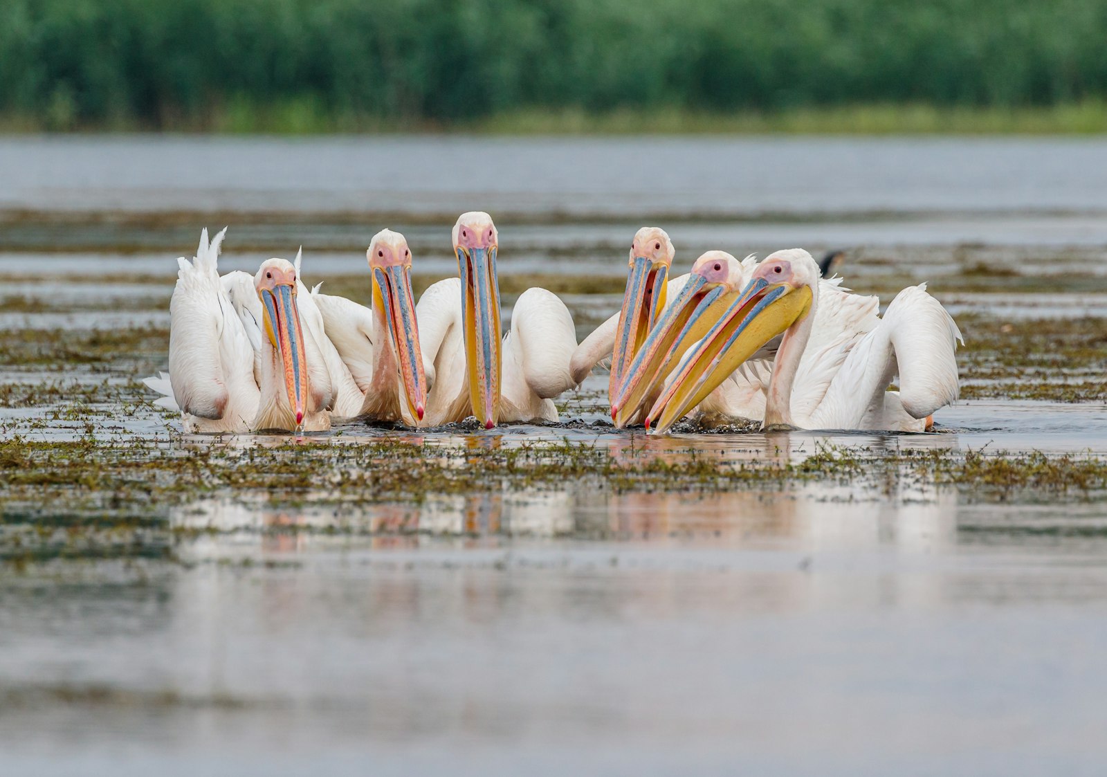 Canon EOS 7D Mark II + Canon EF 100-400mm F4.5-5.6L IS II USM sample photo. Flock of white birds photography