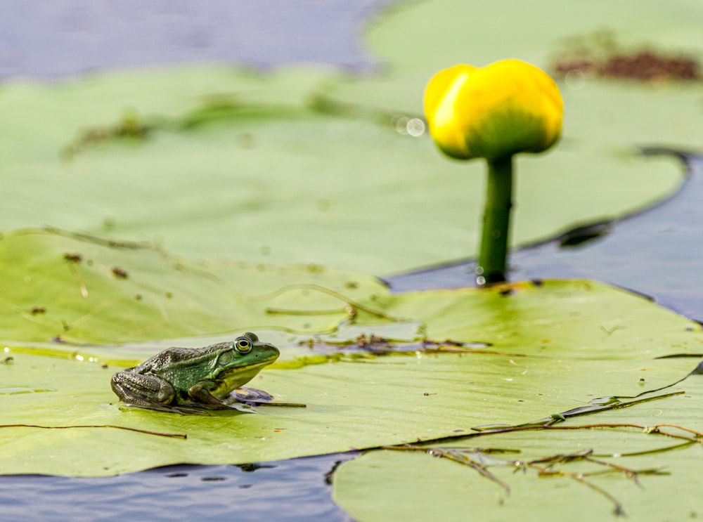 frog on leaf