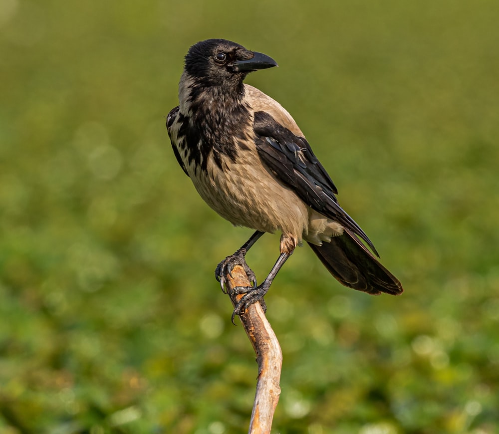 brown and black bird fetched on tree branch