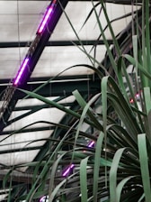 Close-up of greenhat's AI camera scanning vibrant greenhouse plants.