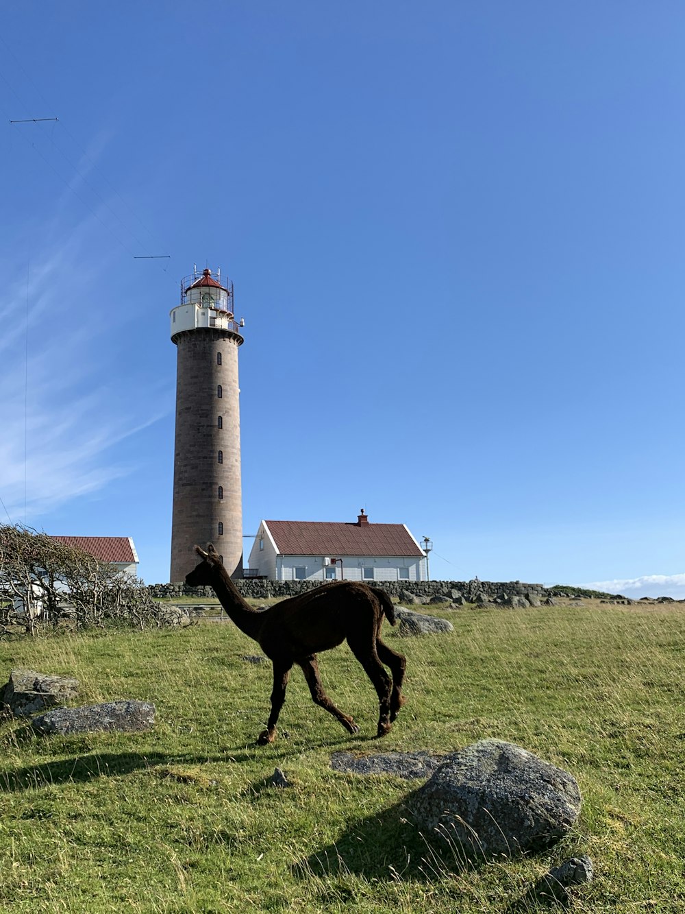 black llama standing on grass field near lighthouse