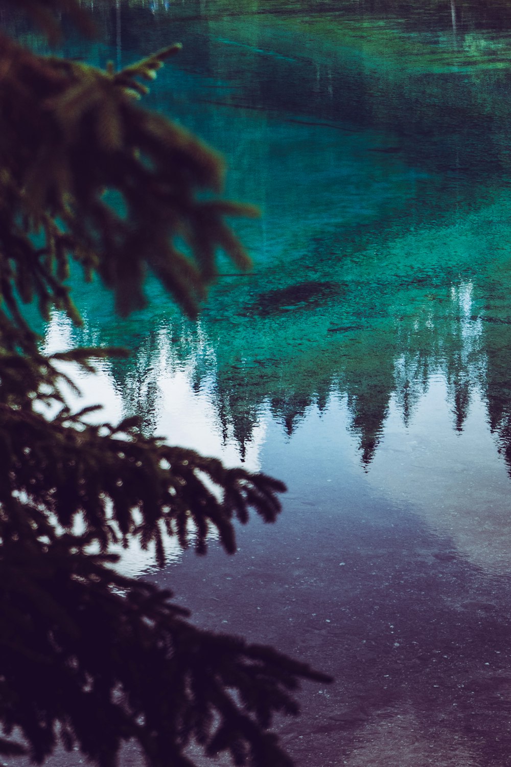 pine tree beside body of water