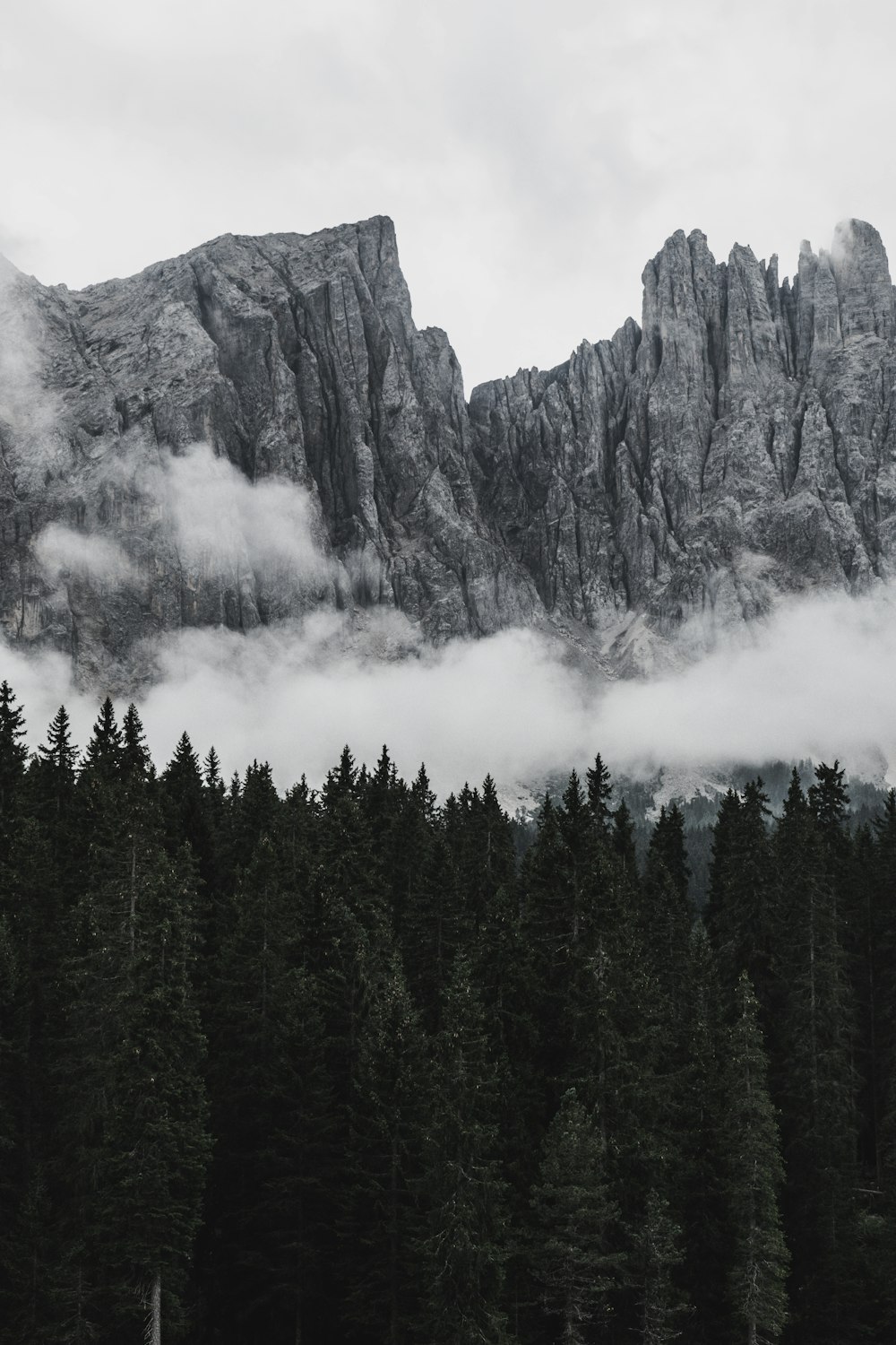 forest covered in fog