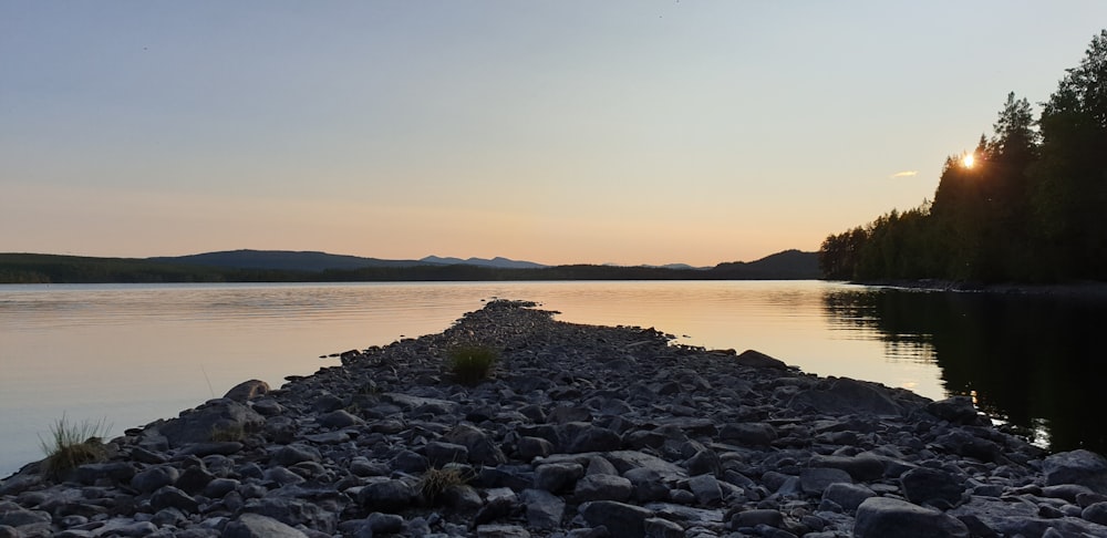 trees beside calm body of water during daytime