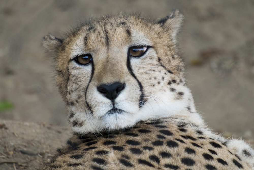 adult cheetah