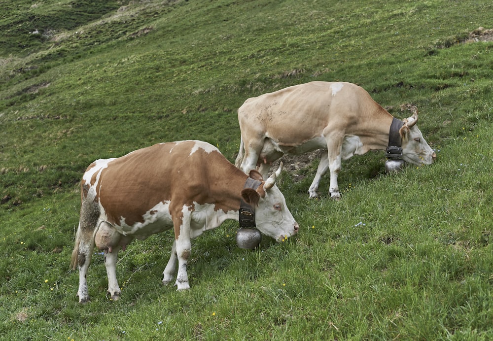 close-up photography of cattle