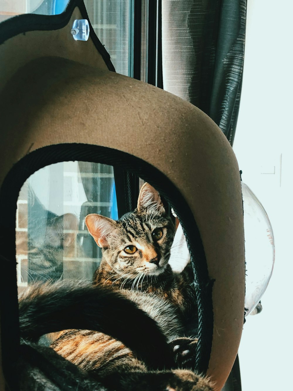 cat inside bed