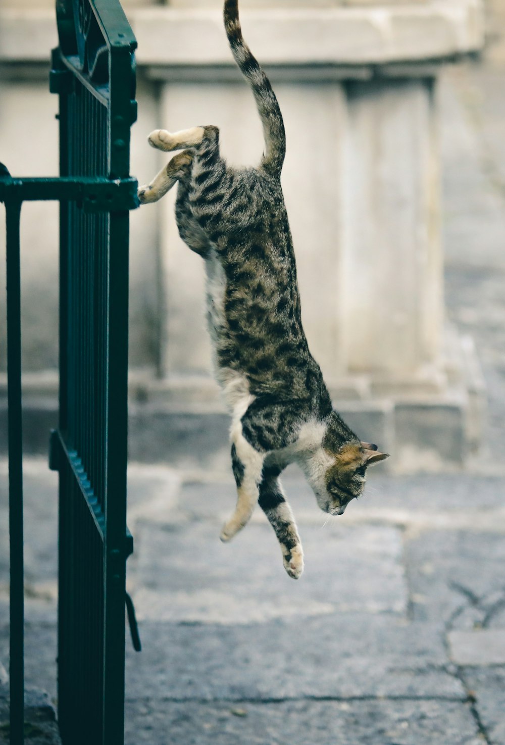grey and white short-fur cat jumping down