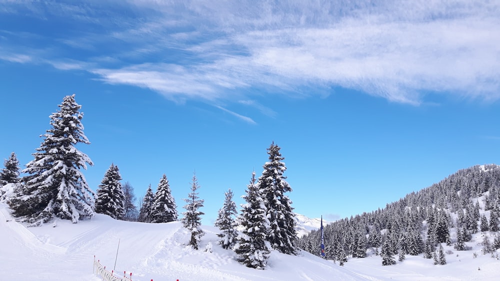 trees in snow forest