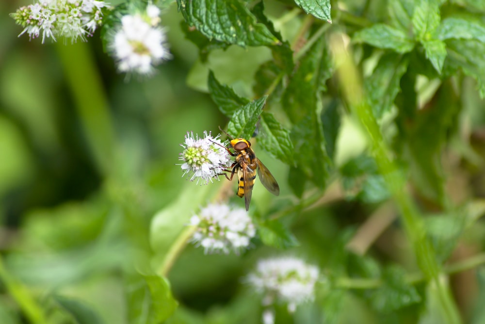 bee on flower