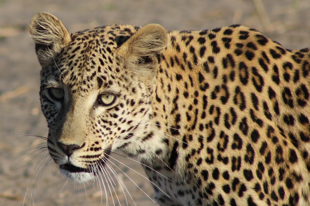 leopard photo