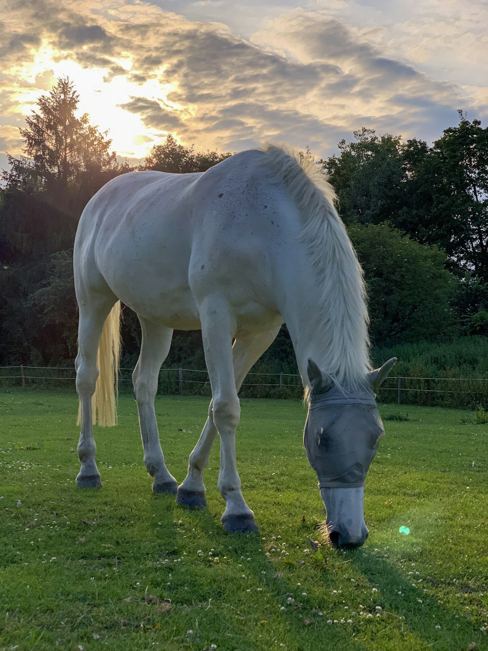 white horse eating grass