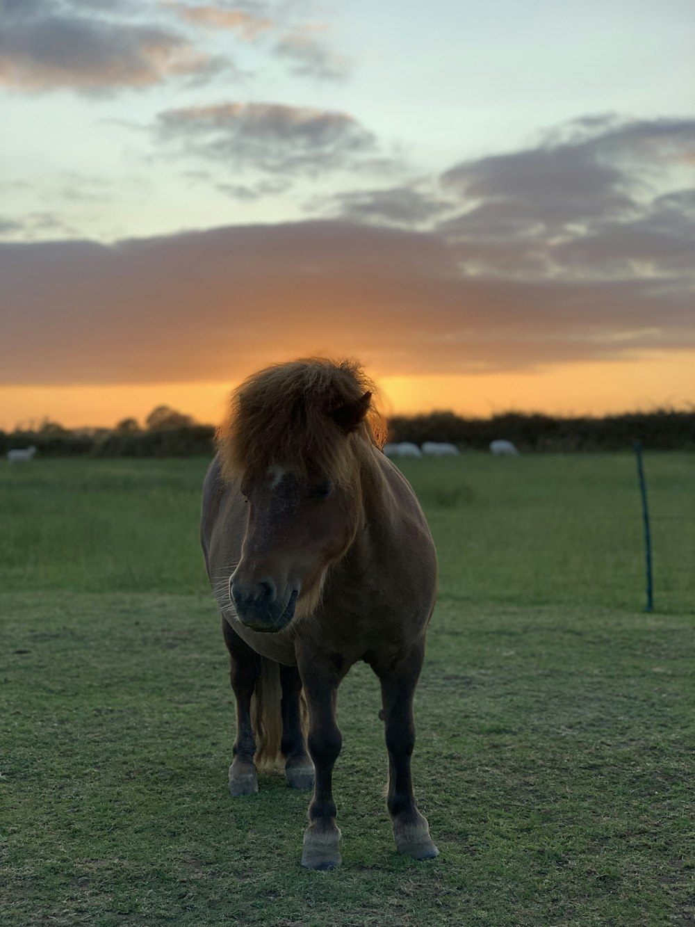 close-up photography of brown horse