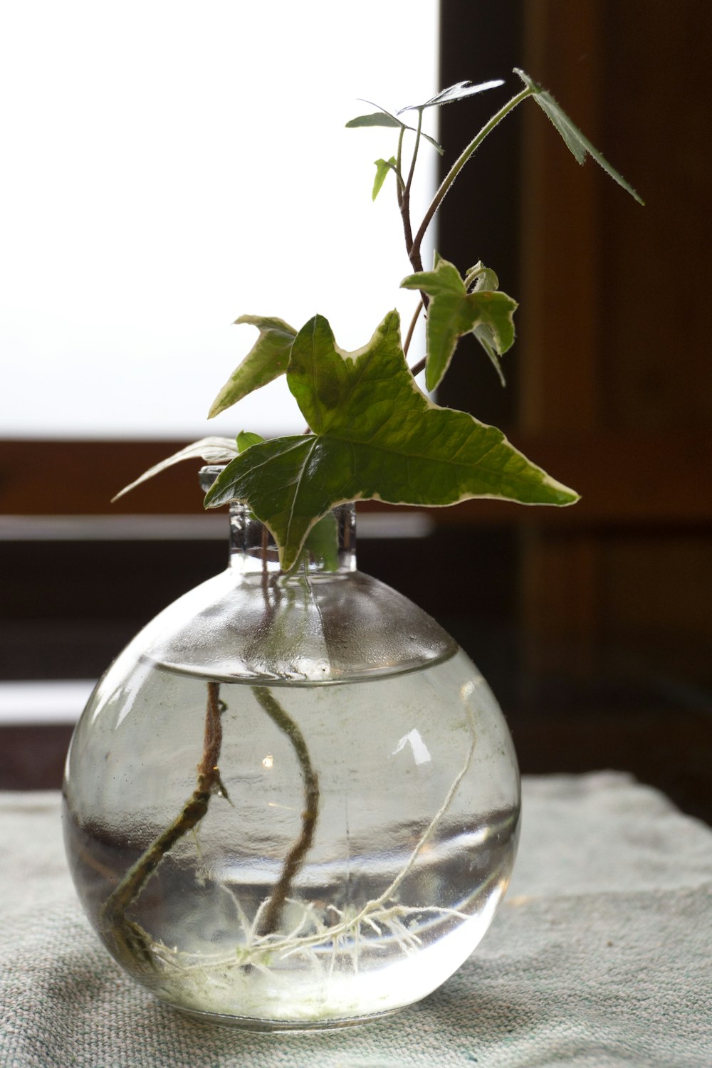 a glass vase with a plant inside of it