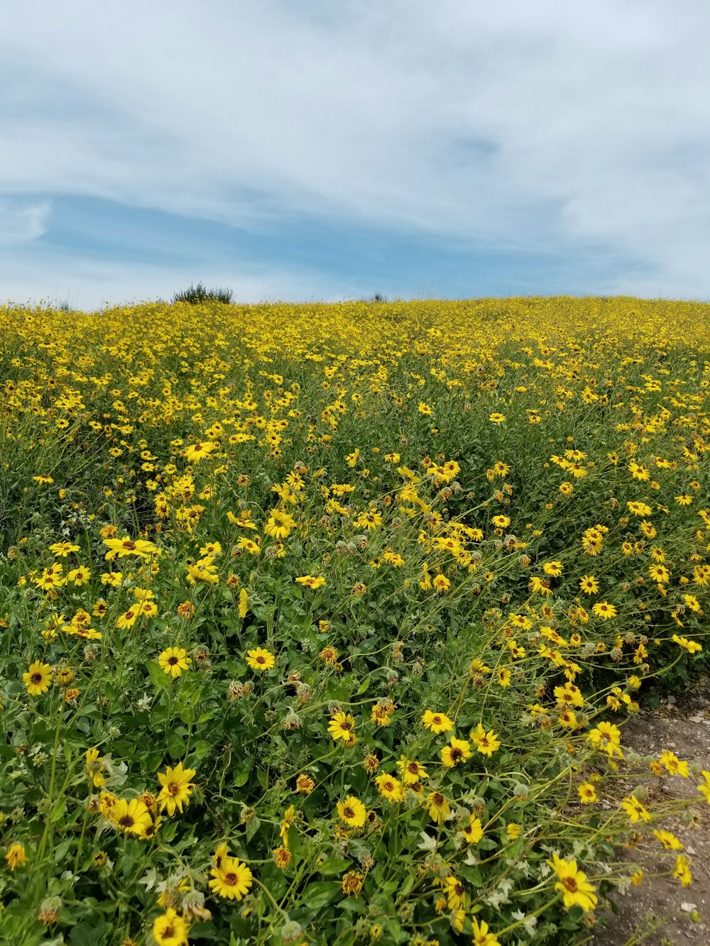 yellow-petaled flowers