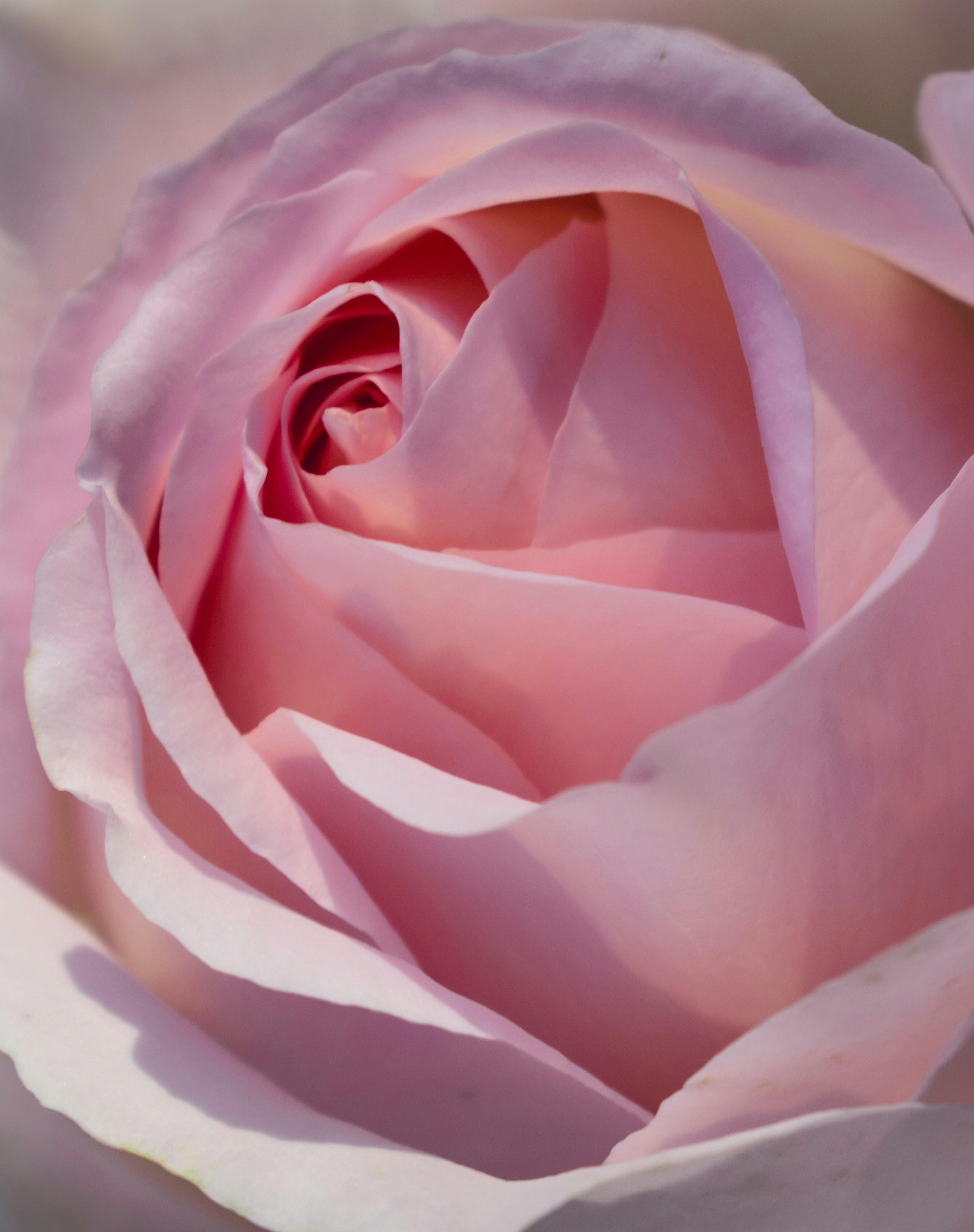 Photo by taylor_cowling_photos