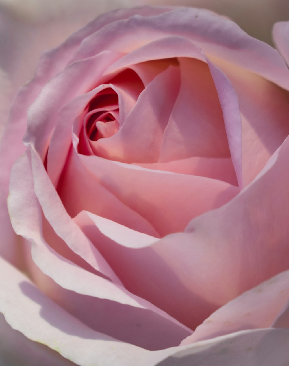 closeup photo of pink rose