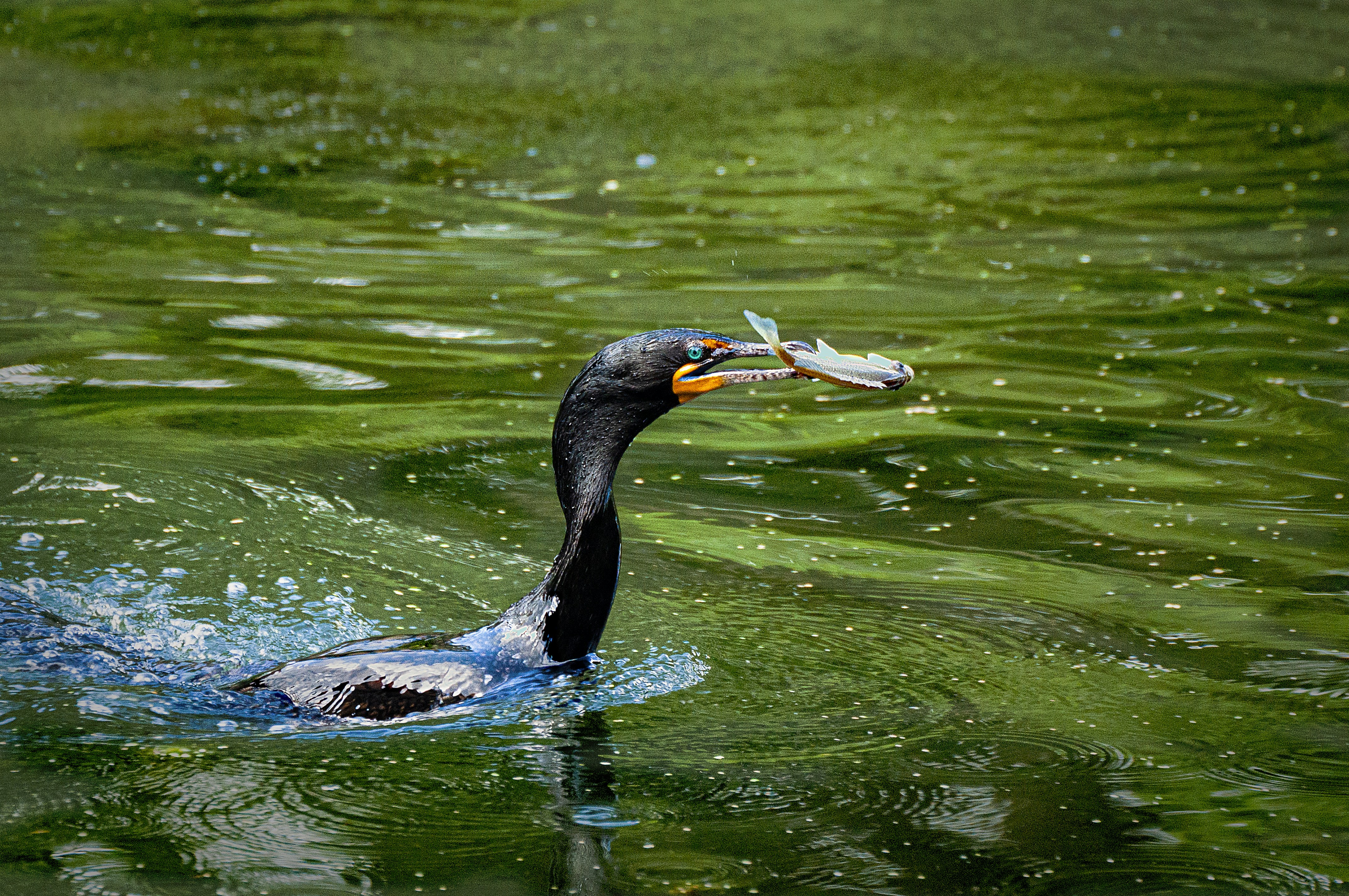 close-up photography of bird ate teams background