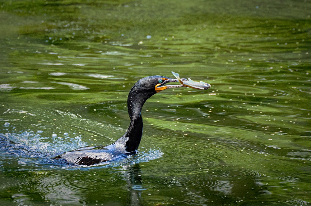 Photographie en gros plan d’oiseau