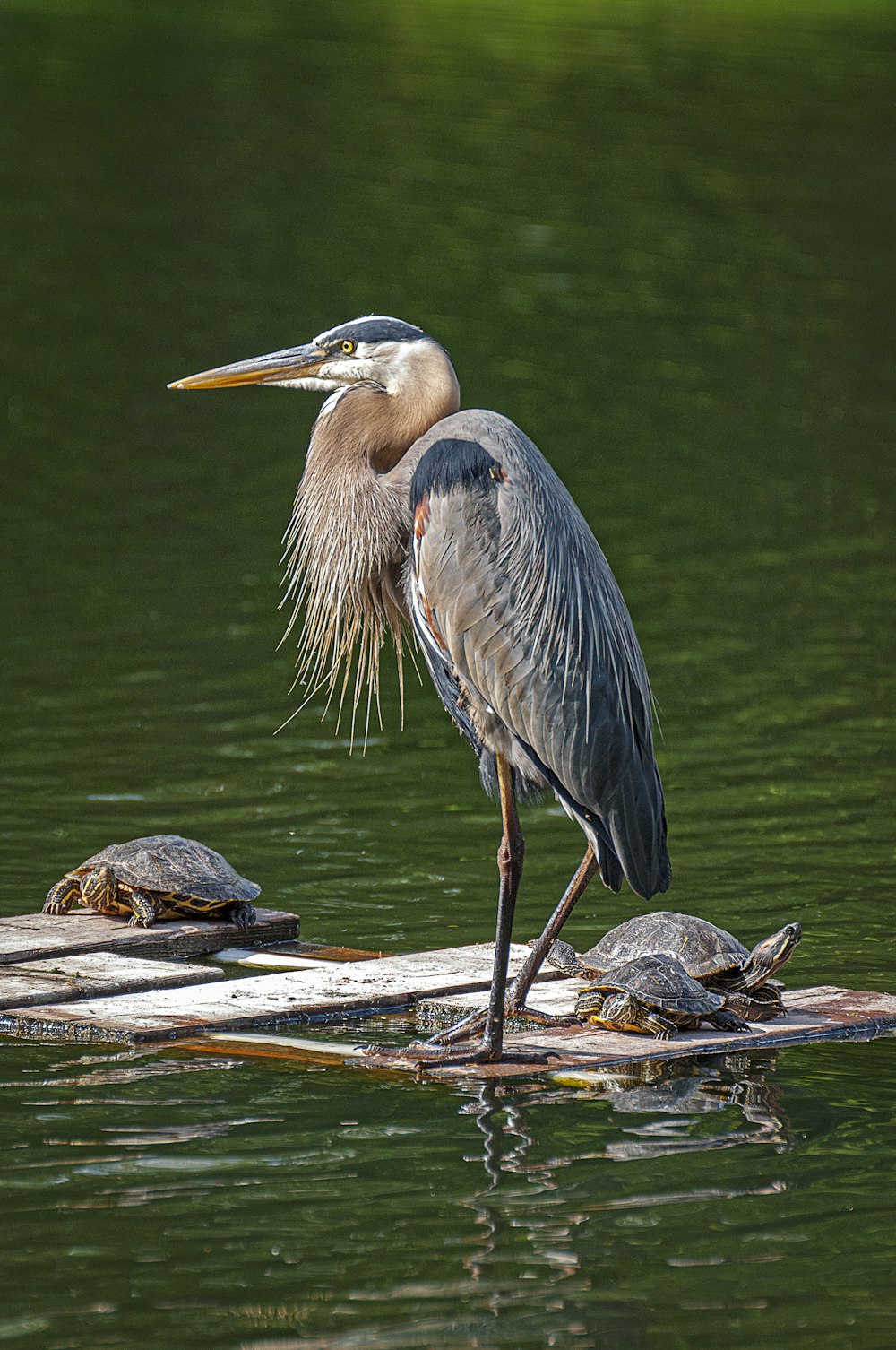 grauer Vogel auf dem Wasser