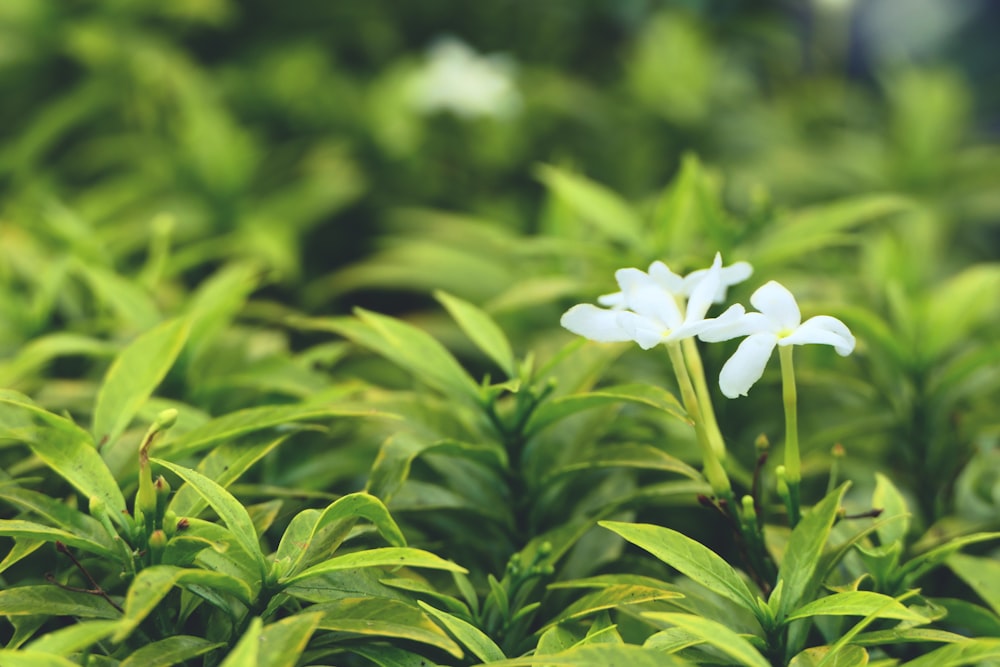 selective focus photo of white-petaled flower