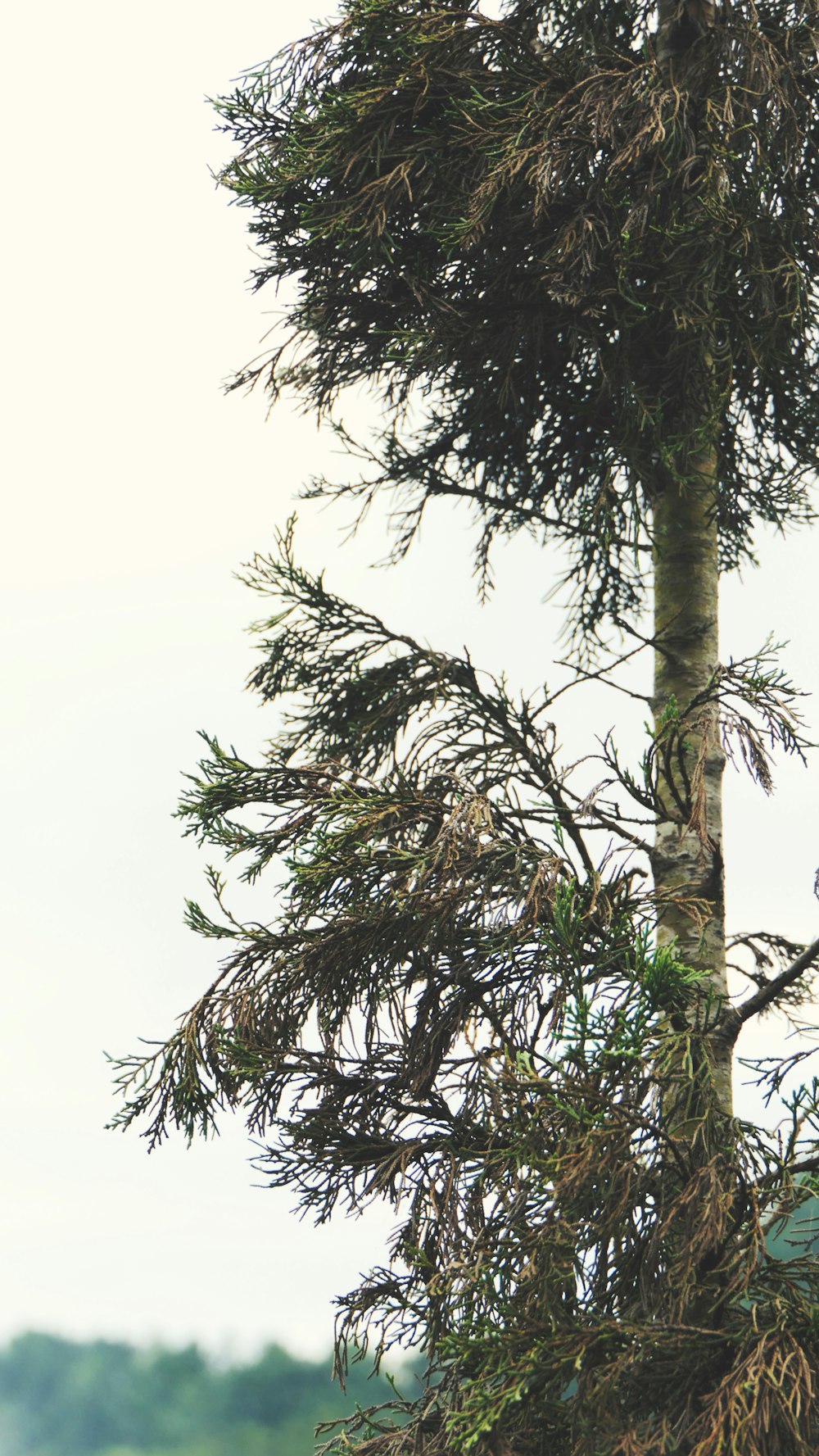 a bird perched on top of a tall tree