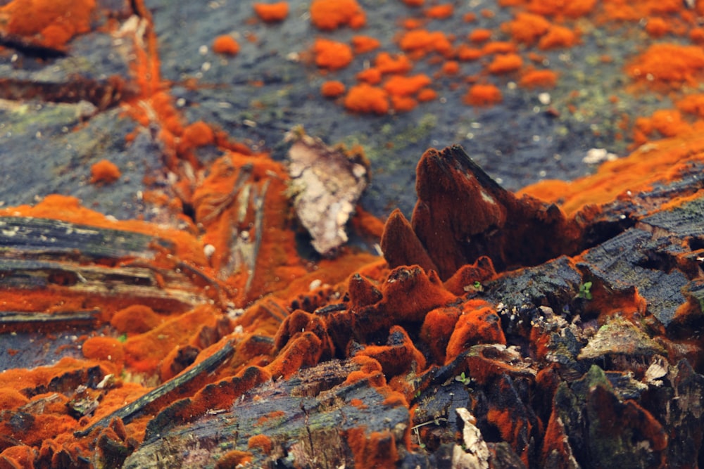 a close up of a tree stump with orange moss growing on it