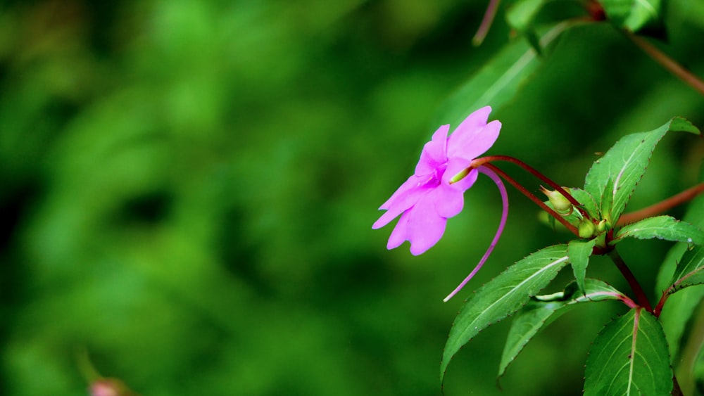 selective focus photo of purple flower