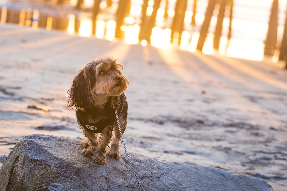 tan and black dog on rock