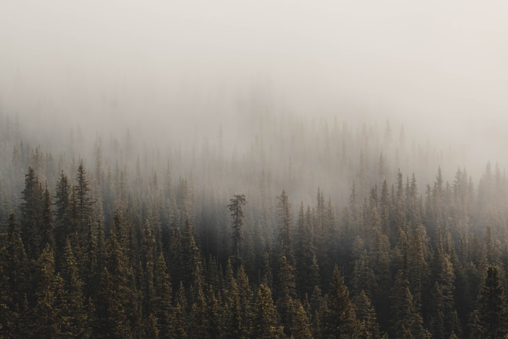 foggy pine trees