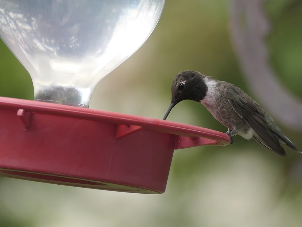 selective focus photography of bird