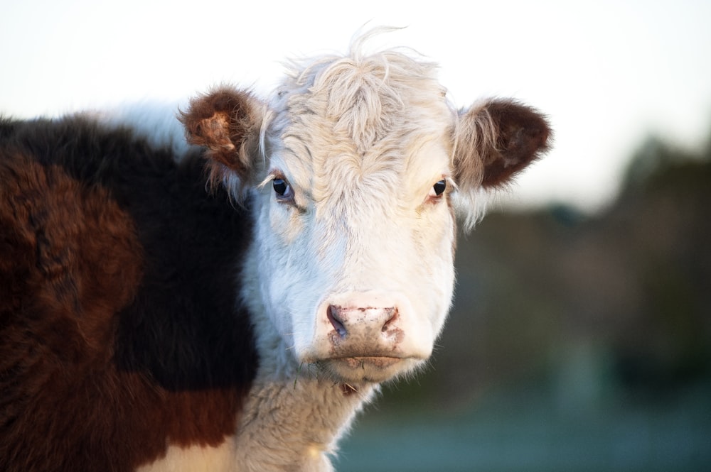 white and brown cow