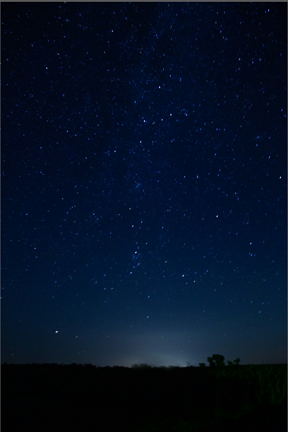 árboles durante la noche