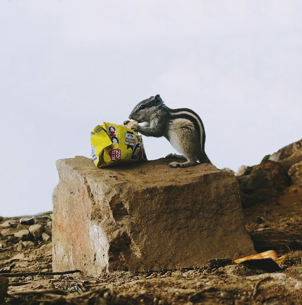 a chipmun eating a bag of chips on top of a rock