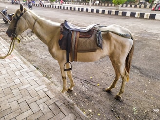 A saddled horse stands on a sidewalk next to a road, with a low wall on the opposite side. Several motorcycles and people are visible on the road in the background. The horse is equipped with a bridle and a colorful saddle. The paving stones on the sidewalk are arranged in a rectangular pattern.