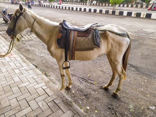 A saddled horse stands on a sidewalk next to a road, with a low wall on the opposite side. Several motorcycles and people are visible on the road in the background. The horse is equipped with a bridle and a colorful saddle. The paving stones on the sidewalk are arranged in a rectangular pattern.