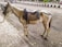 A saddled horse stands on a sidewalk next to a road, with a low wall on the opposite side. Several motorcycles and people are visible on the road in the background. The horse is equipped with a bridle and a colorful saddle. The paving stones on the sidewalk are arranged in a rectangular pattern.