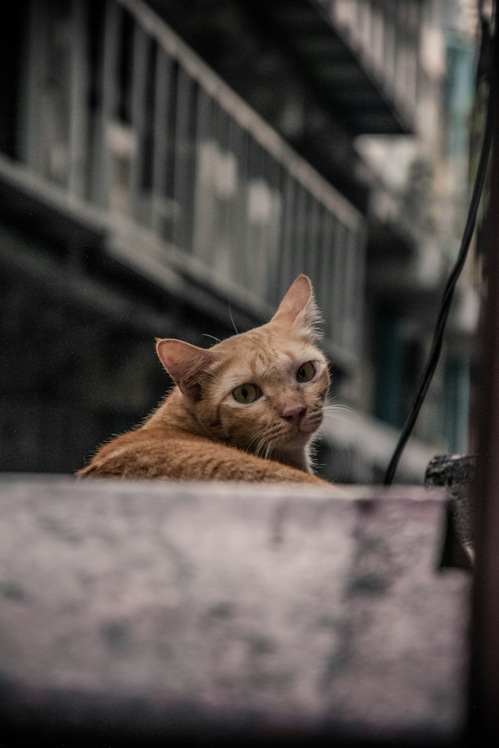 shallow focus photo of orange cat