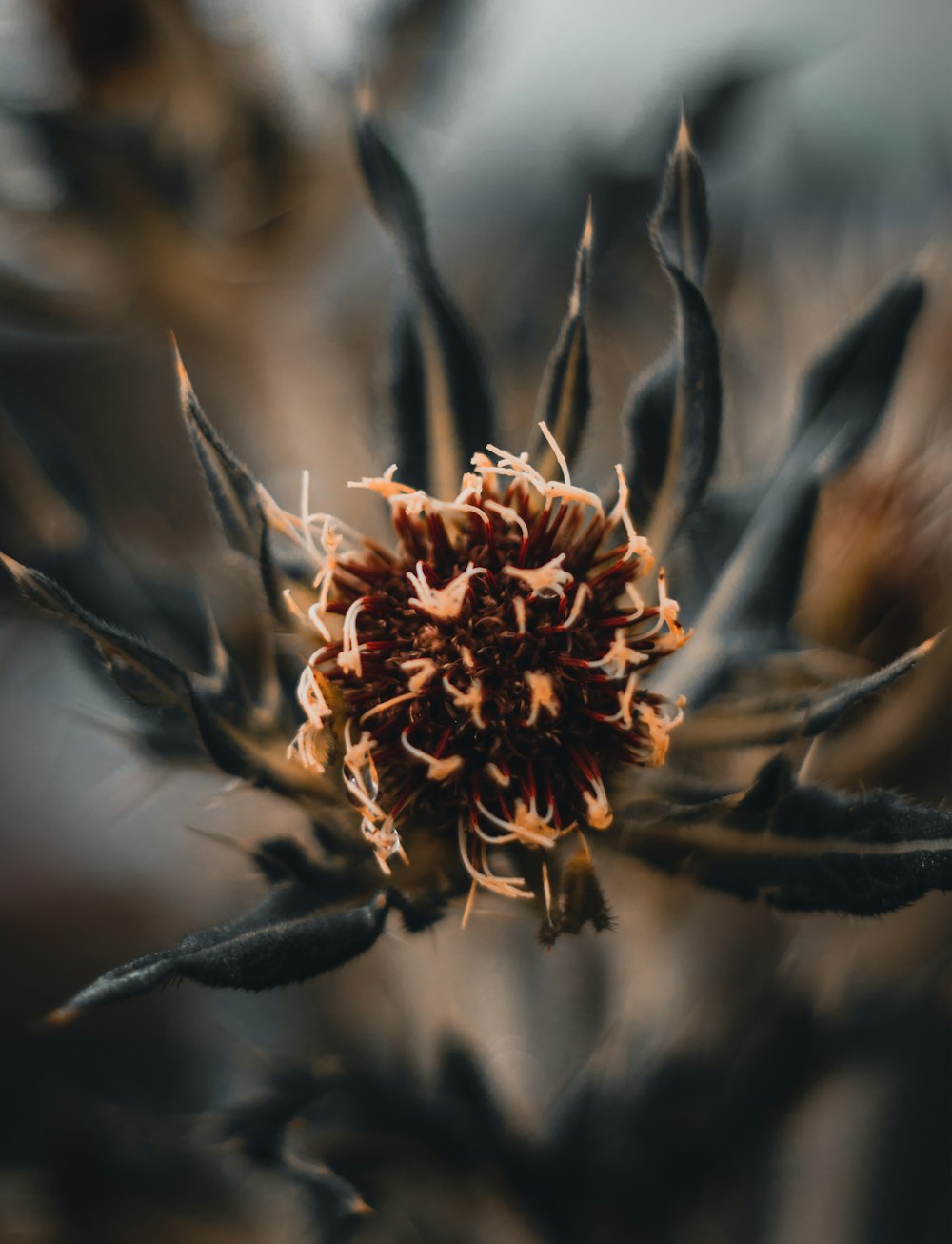 a close up of a flower with a blurry background