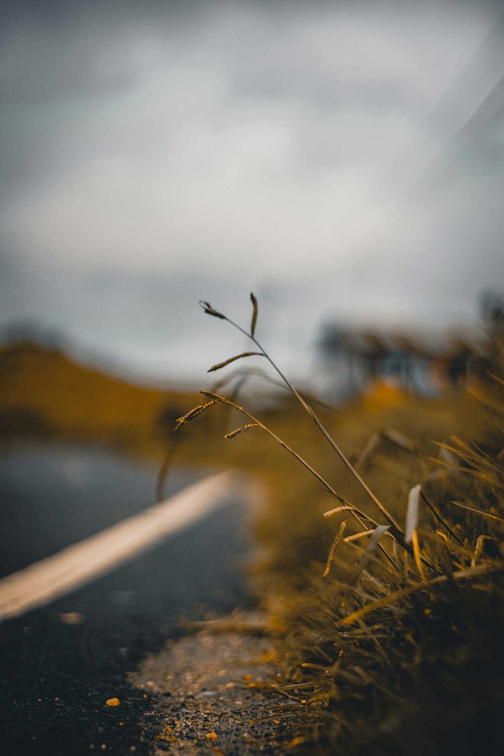 a plant that is sitting on the side of a road