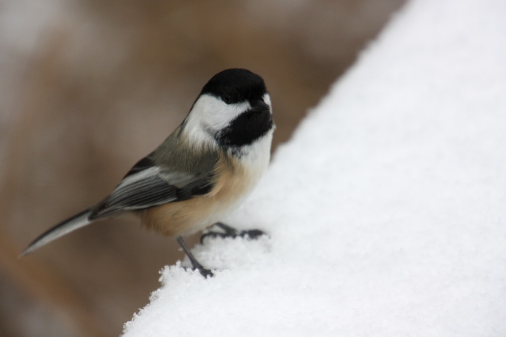 selective focus photo of black and white short-beaked bird