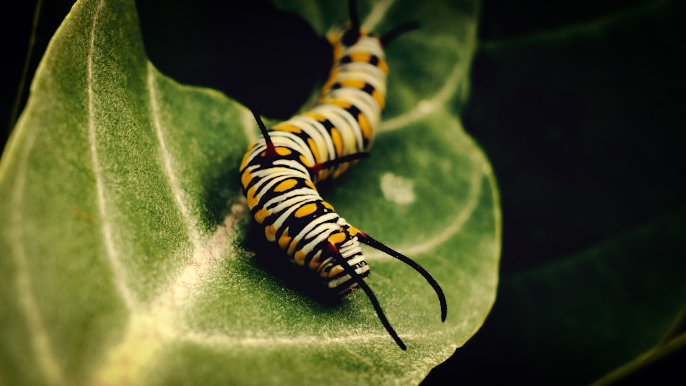 yellow and black caterpillar close-up photography