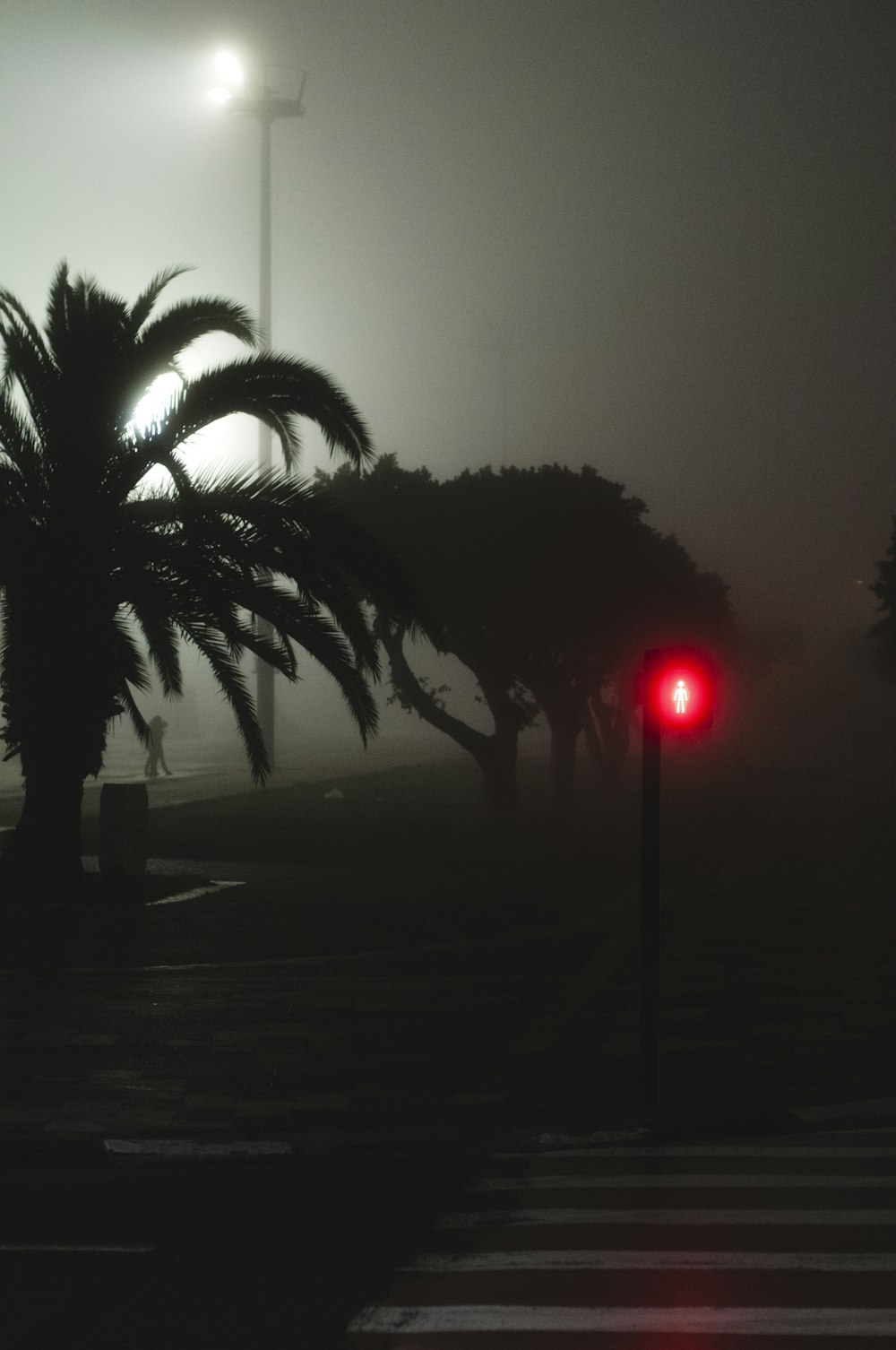 trees and pedestrian lane during night