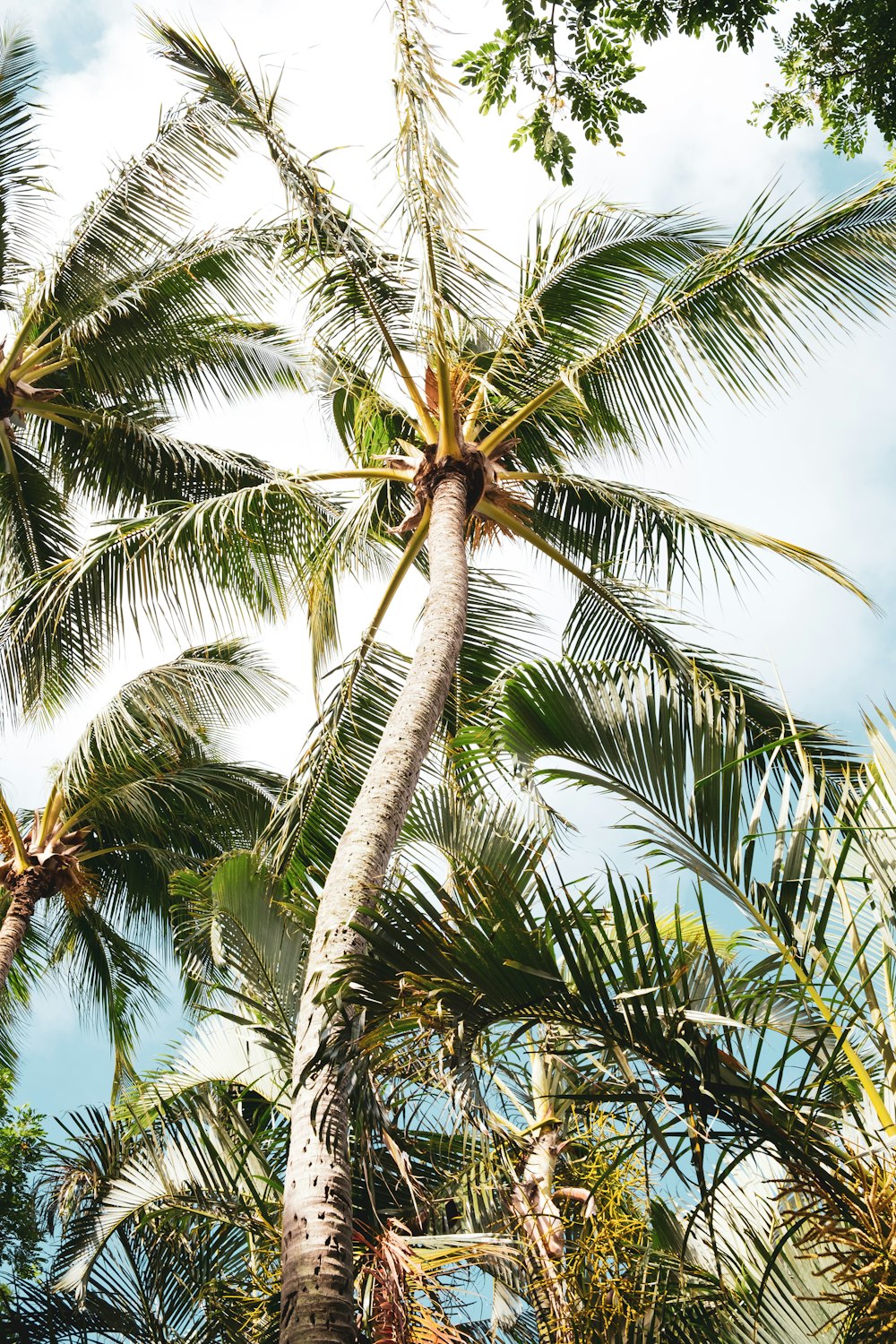 low-angle photography of coconut trees